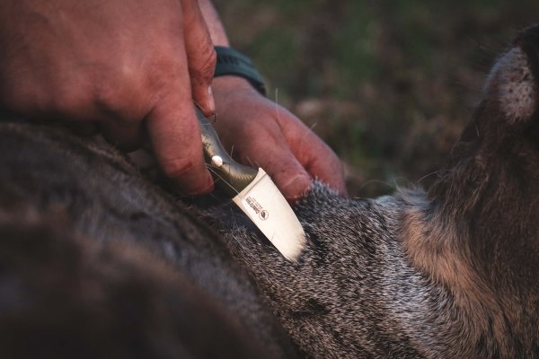 Casström Safari Mini Hunter, Stabiliserad Masurbjörk, Kydex